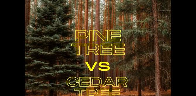 Comparative analysis: cedar vs pine for construction cedar vs pine tree Comparative analysis: cedar vs pine for construction cedar vs pine tree