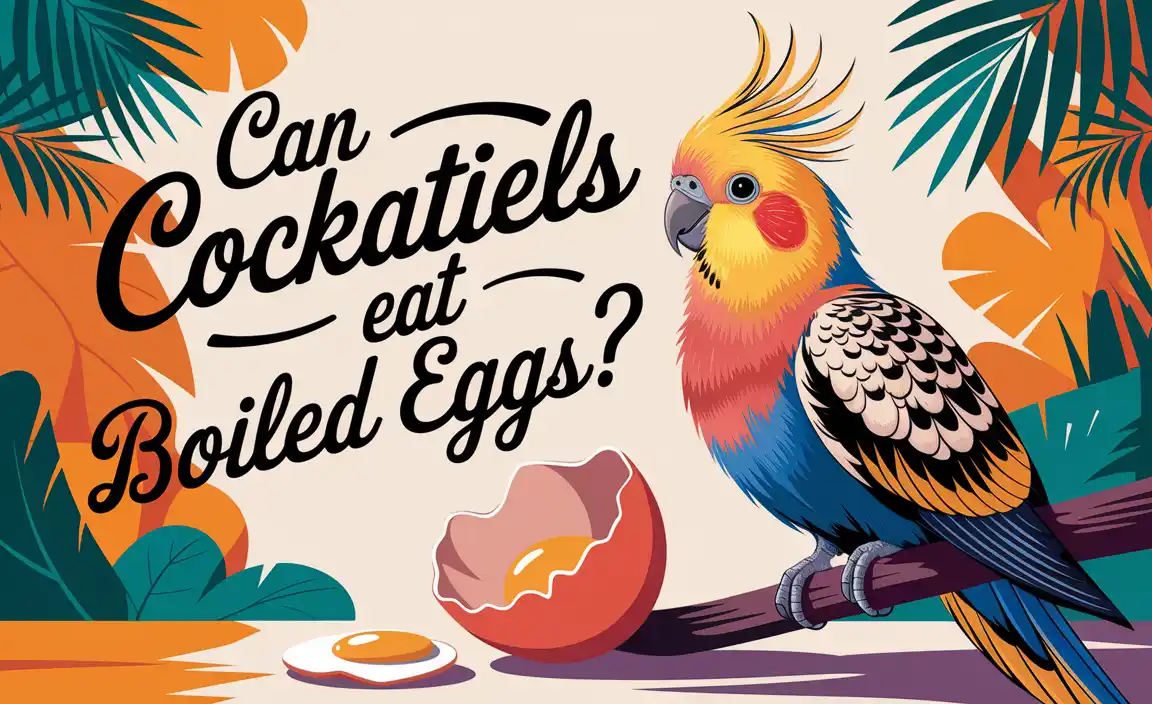 Can Cockatiels Eat Boiled Eggs