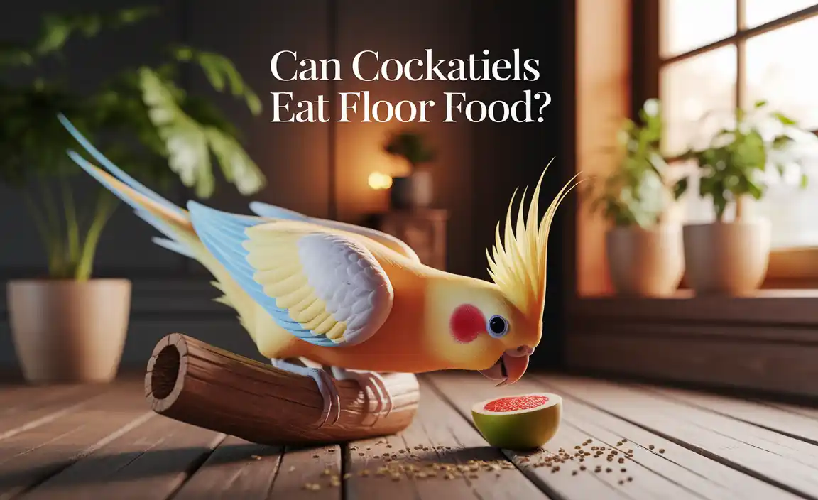 Can Cockatiels Eat Floor Food