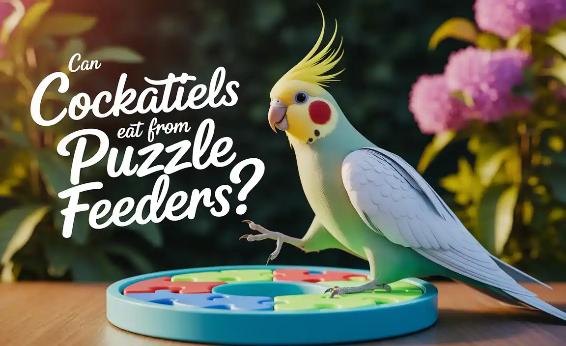 Can Cockatiels Eat From Puzzle Feeders