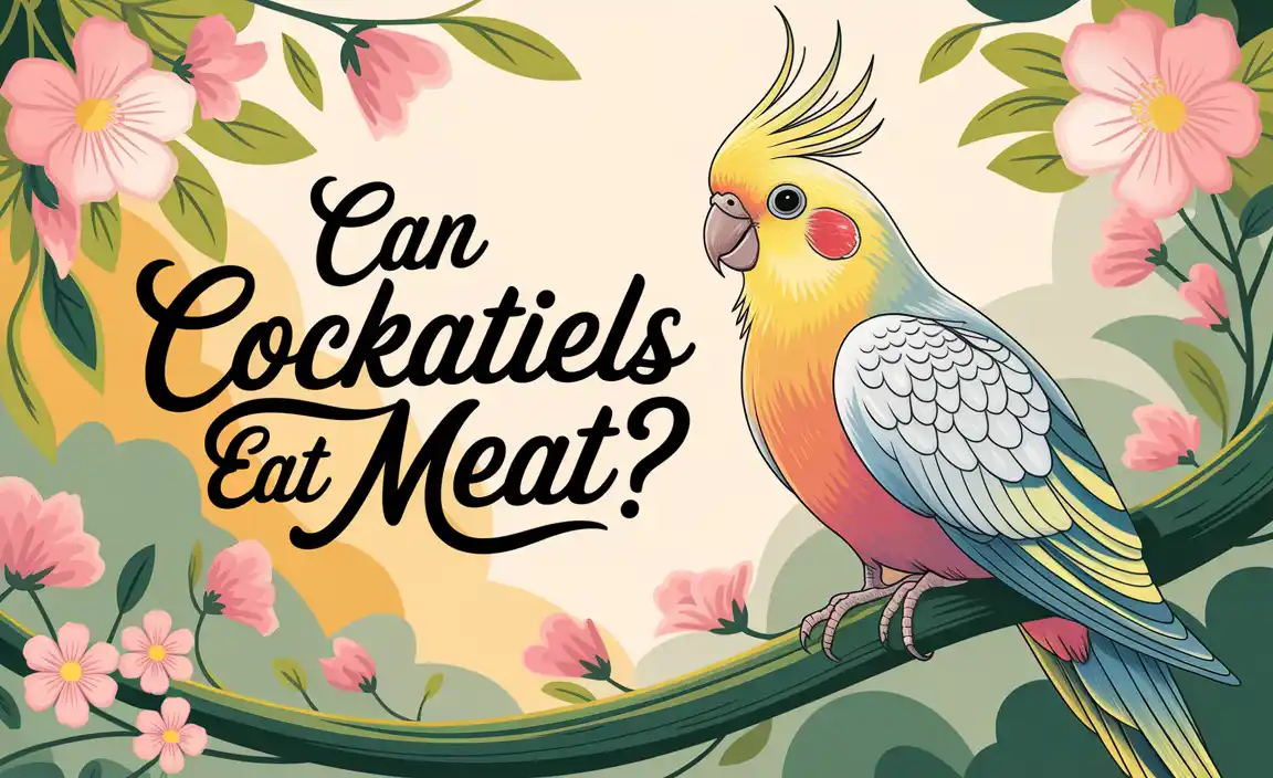 Can Cockatiels Eat Meat