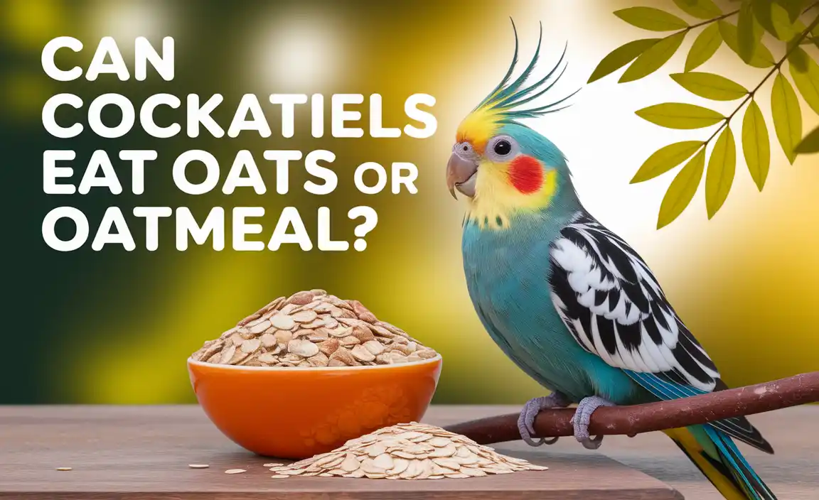 Can Cockatiels Eat Oats Or Oatmeal