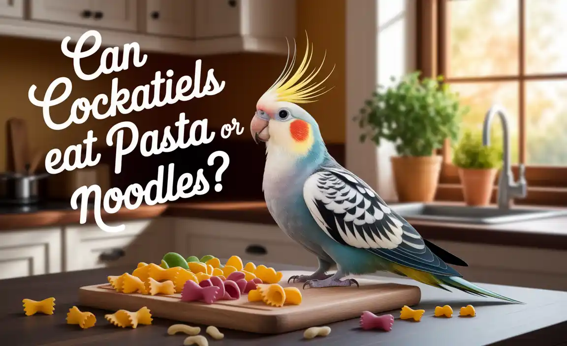 Can Cockatiels Eat Pasta Or Noodles