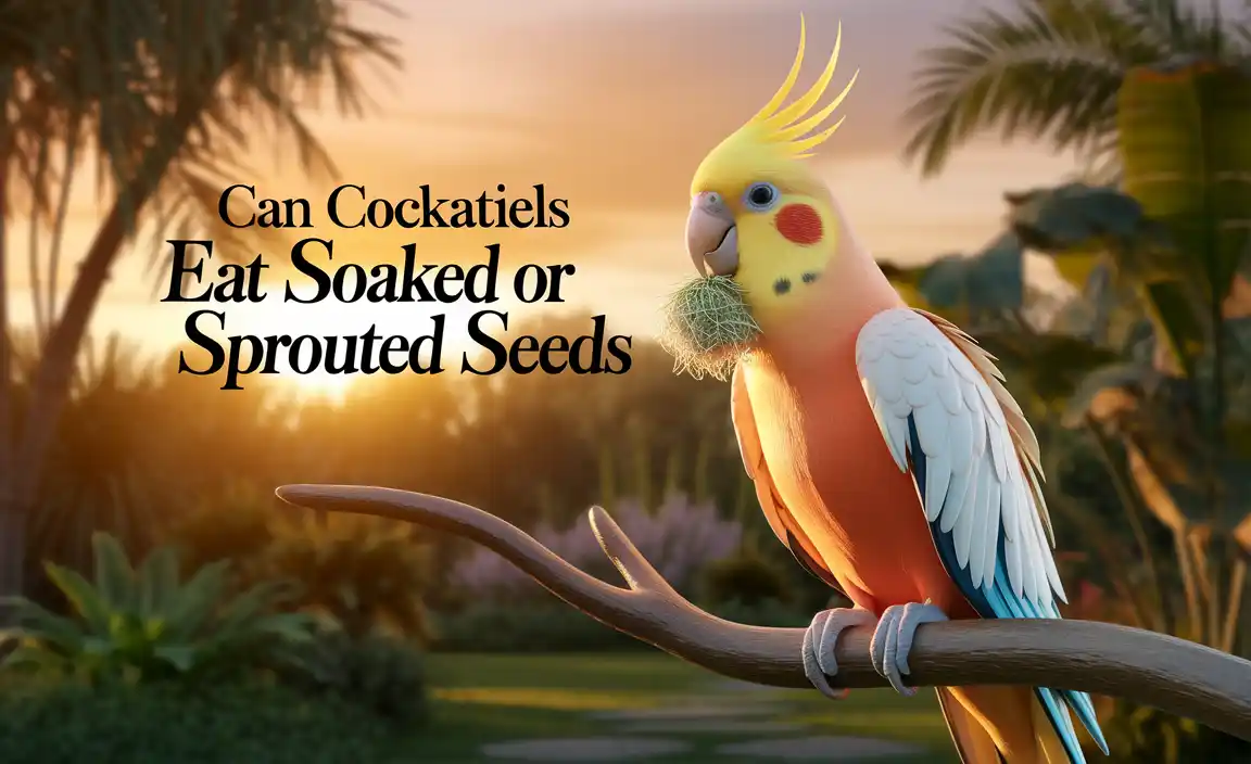 Can Cockatiels Eat Soaked Or Sprouted Seeds