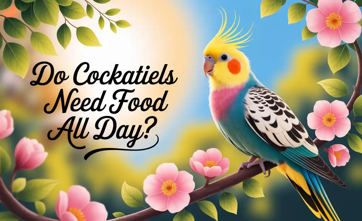 Do Cockatiels Need Food All Day