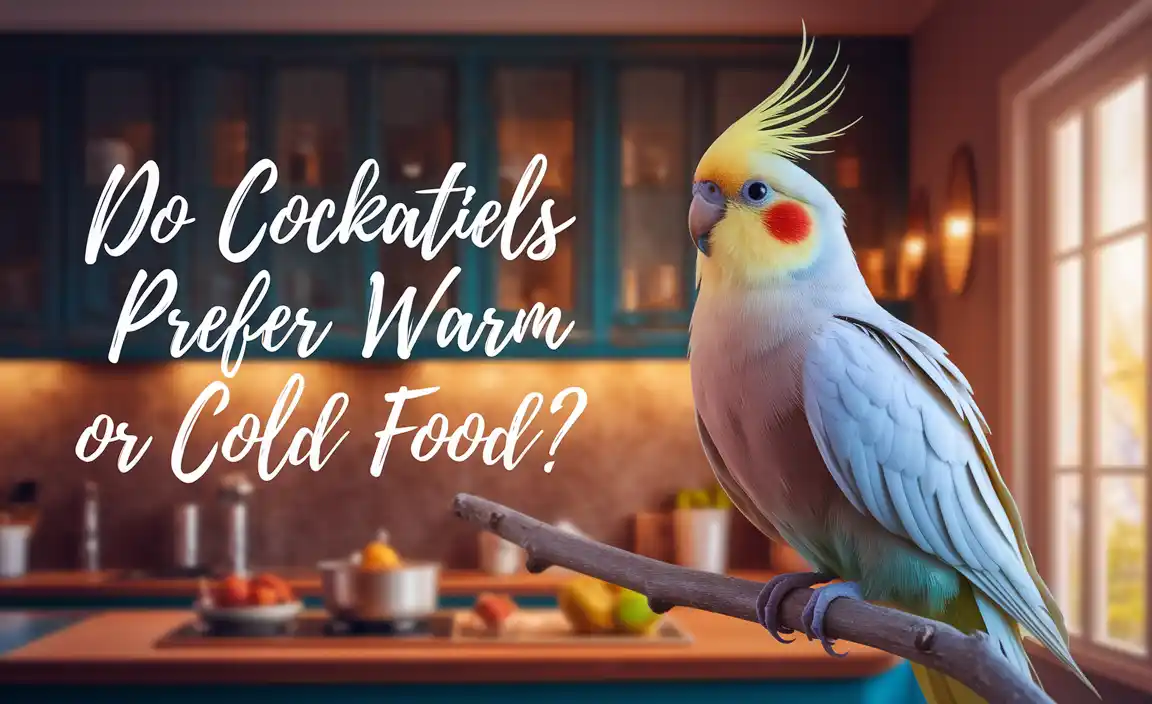 Do Cockatiels Prefer Warm Or Cold Food