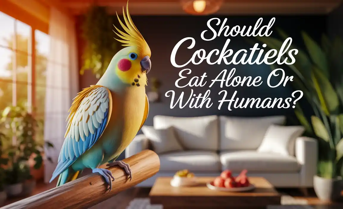 Should Cockatiels Eat Alone Or With Humans