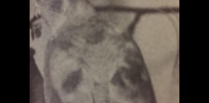 Are cinnamon cockatiels considered a color variation? Are cinnamon cockatiels considered a color variation?