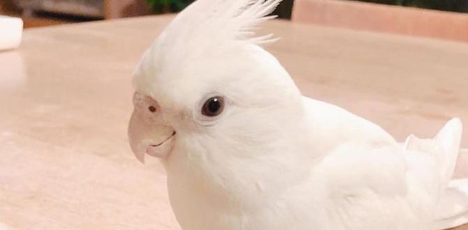 Are red eyed cockatiels always albino?