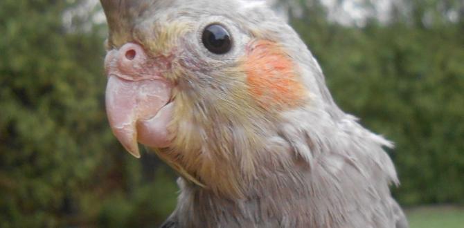 Are some cockatiel types more vocal? Are some cockatiel types more vocal?