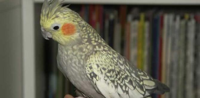 Are some cockatiel types quieter than others?