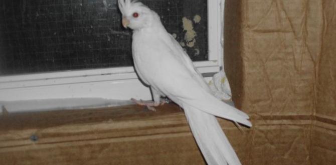 Are whiteface cockatiels albinos?
