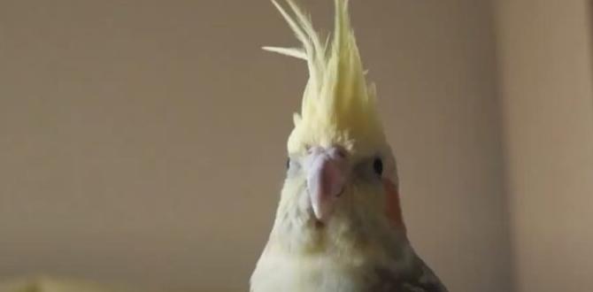 Behavioral changes in female cockatiels post laying
