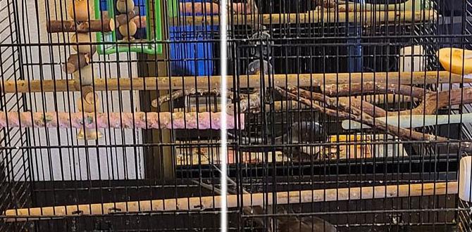 Best cage size for cockatiel mating