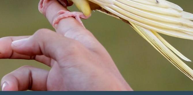 Best lighting to observe cockatiel coloration