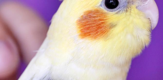 Breed specific ID vs general cockatiel traits