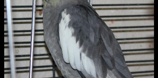 Breeding two different cockatiel mutations