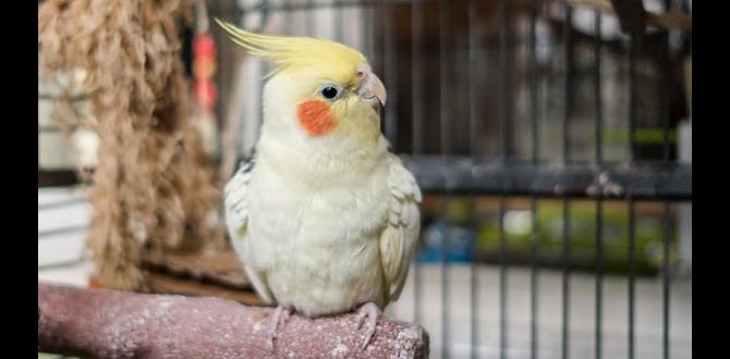 Calming a stressed cockatiel chick Calming a stressed cockatiel chick