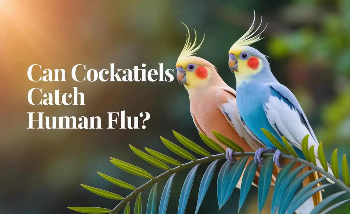 Can Cockatiels Catch Human Flu