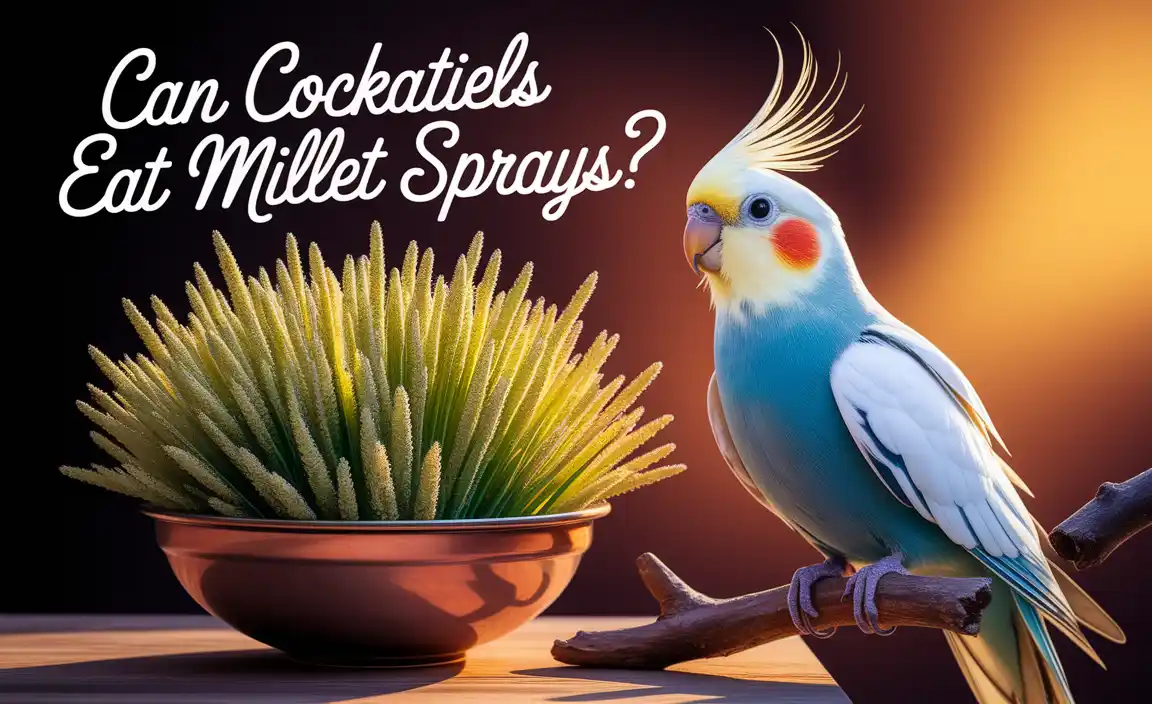 Can Cockatiels Eat Millet Sprays