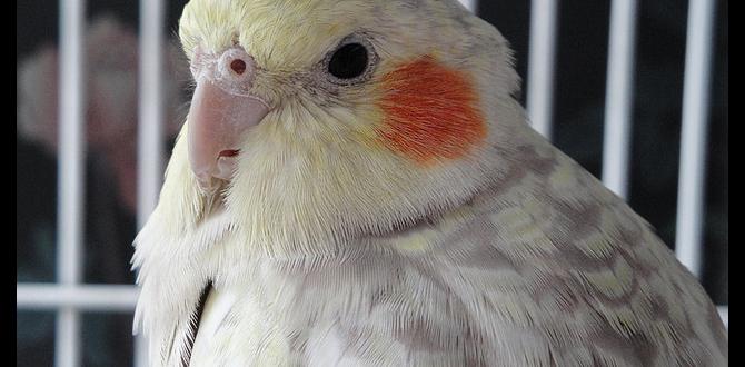 Can a cockatiel be both pearl and cinnamon?