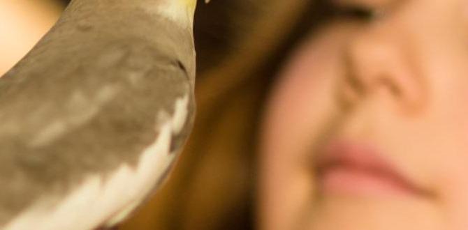 Can a cockatiel lay eggs in open areas?