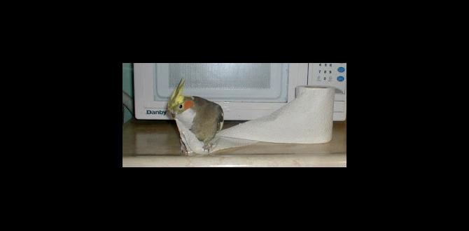 Can baby cockatiels be potty trained? Can baby cockatiels be potty trained?