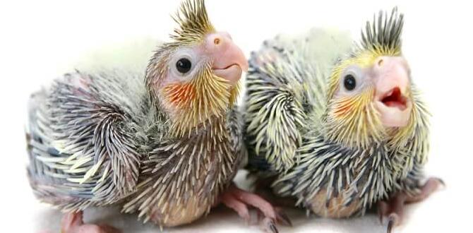 Can cockatiel types be identified at birth? Can cockatiel types be identified at birth?