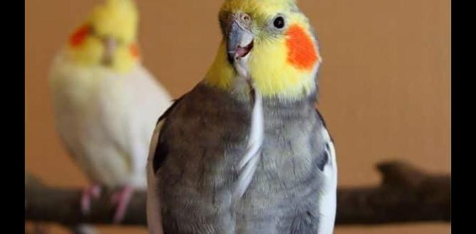 Can cockatiels breed year round? Can cockatiels breed year round?