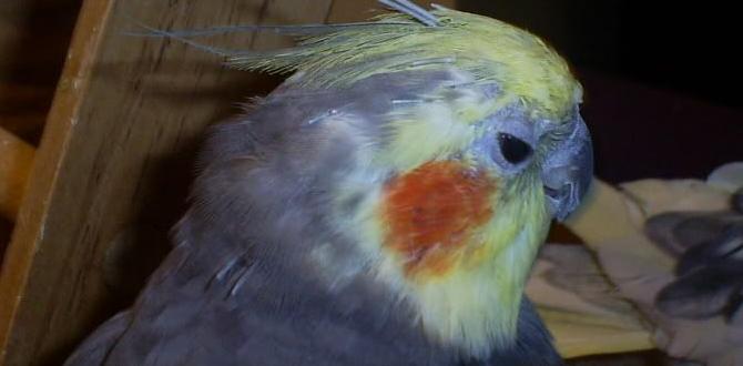 Can cockatiels change color after molting? Can cockatiels change color after molting?