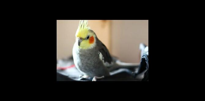 Can cockatiels mate during molting?