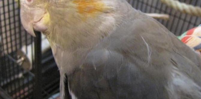 Can eye shape help identify cockatiels?