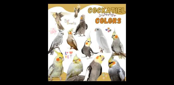 Can foot color indicate cockatiel type? Can foot color indicate cockatiel type?