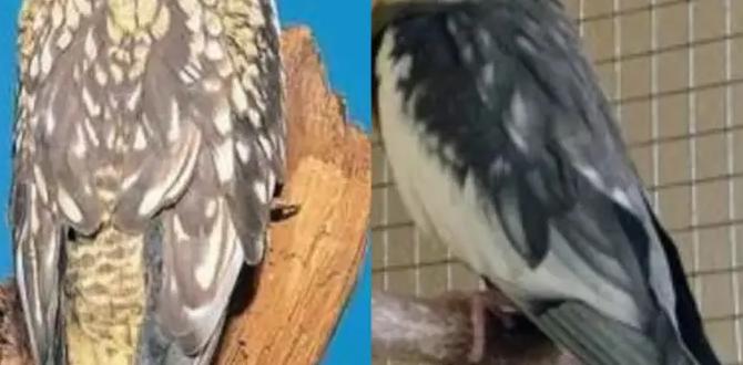 Can one cockatiel carry multiple color genes?