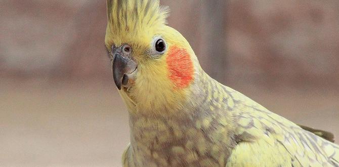 Can you ID cockatiels by their reaction to sound? Can you ID cockatiels by their reaction to sound?