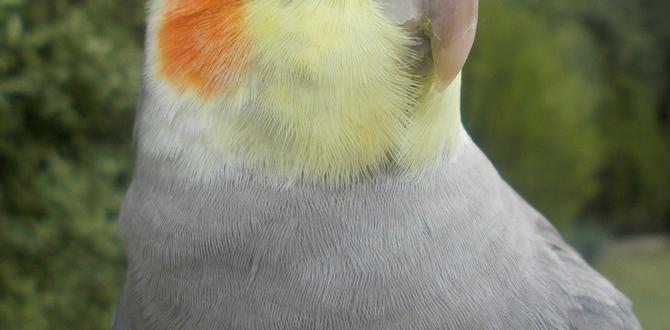 Can you identify cockatiel gender by cheek color? Can you identify cockatiel gender by cheek color?