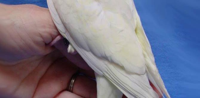 Cheek patch variation in cockatiels Cheek patch variation in cockatiels