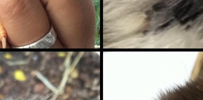 Chick crop emptying problems and solutions Chick crop emptying problems and solutions