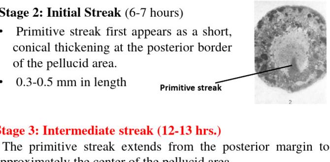 Chick feather development stages Chick feather development stages