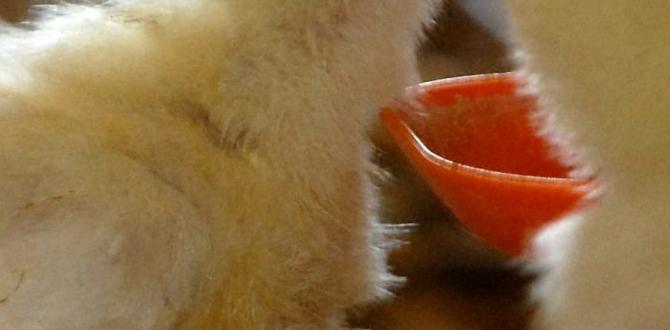 Chick feeding techniques for beginners