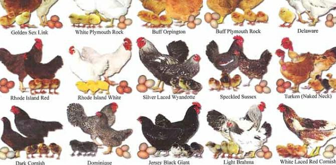 Chick identification based on down color