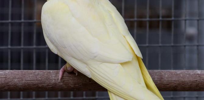 Cockatiel cheek color genetics explained