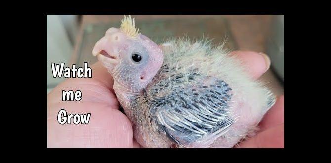 Cockatiel chick sound development stages Cockatiel chick sound development stages