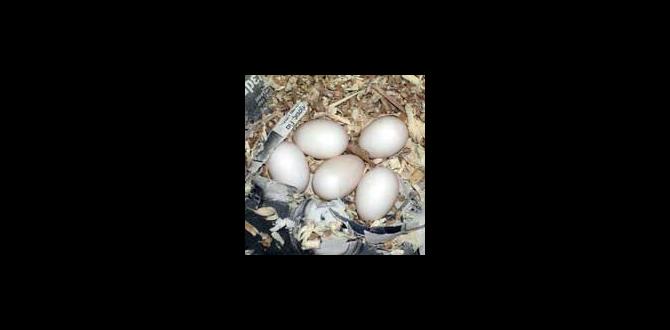 Cockatiel egg laying behavior explained