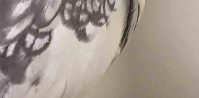 Cockatiel eye ring color and its meaning