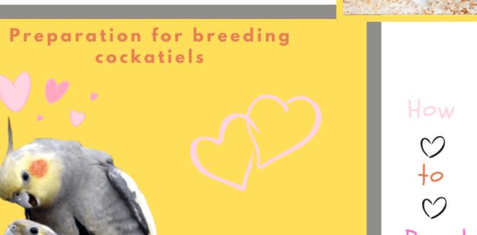 Cockatiel hormonal behavior during breeding