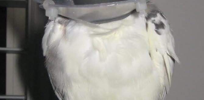 Cockatiel mating and feather plucking Cockatiel mating and feather plucking