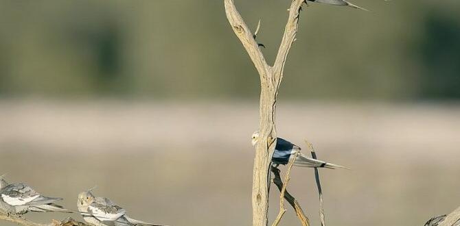 Cockatiel noise and activity during laying