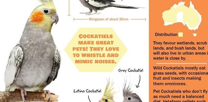 Cockatiel show standards by type Cockatiel show standards by type