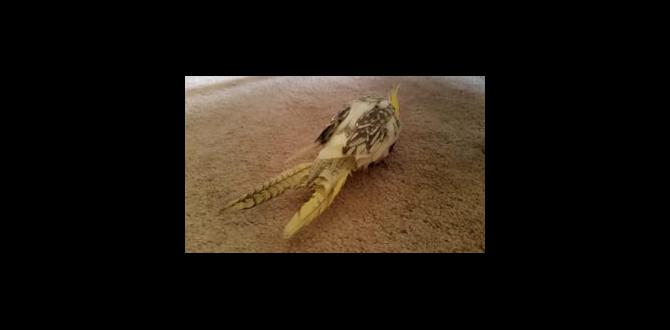 Cockatiel tail feather coloration explained